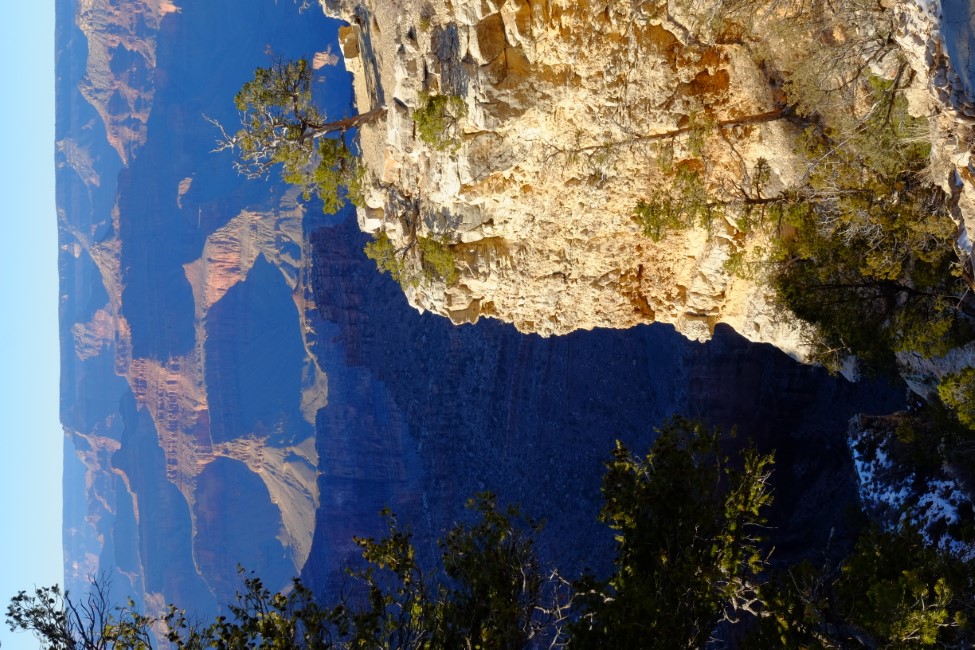a tree on the edge of a cliff overlooking the grand canyon.