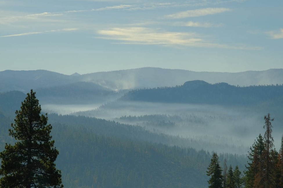 a river of fog flowing through a forest